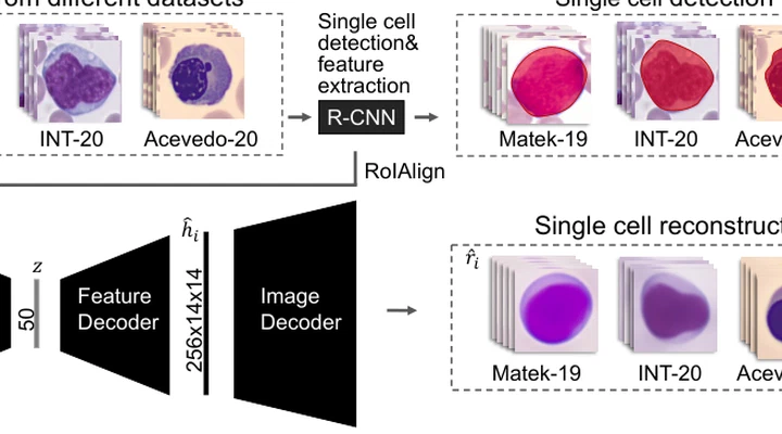 Interpretable learning for rare disease classification in computational hematology