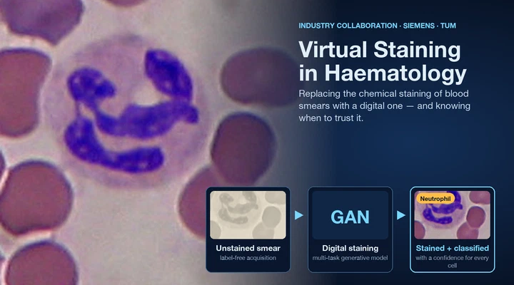 AI for Hematology: Trustworthy digital staining and classification of white blood cells