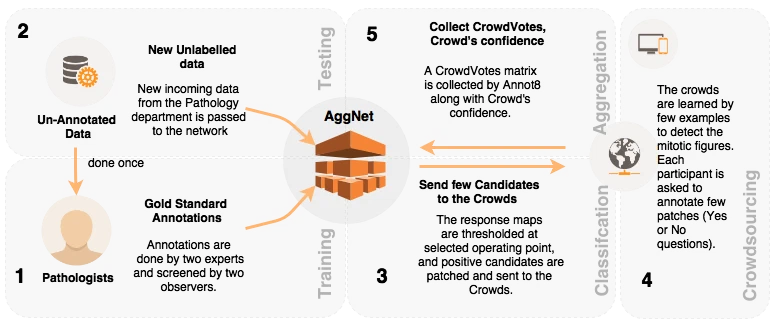 Aggnet: deep learning from crowds for mitosis detection in breast cancer histology images